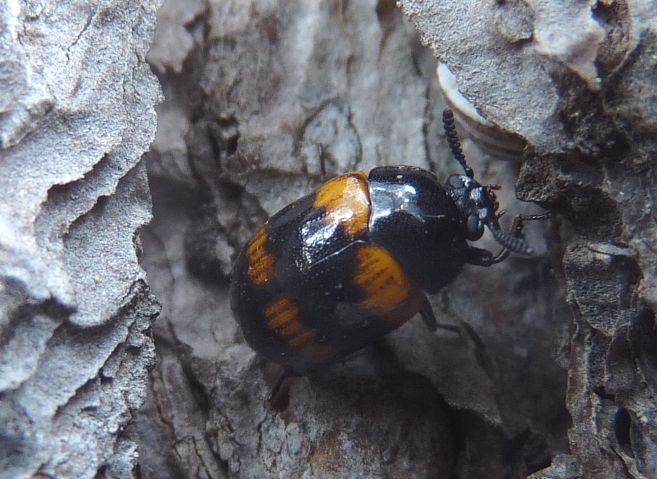 Piccoli coleotteri su un pino:   Diaperis boleti